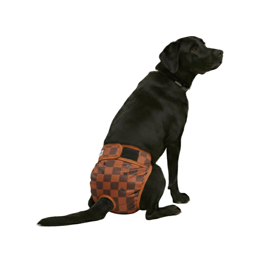 Foto van labrador met loopsheidbroekje blokjes bruin