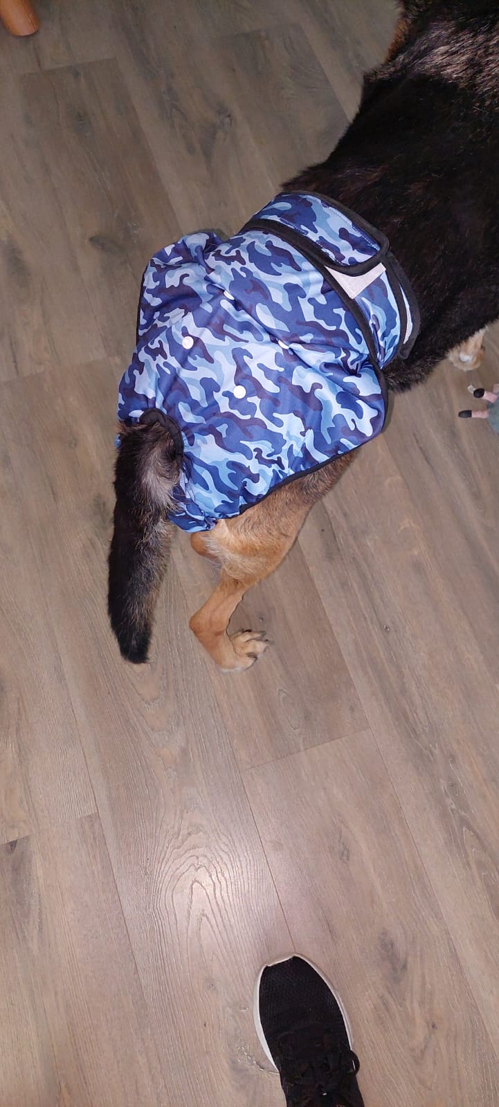 Loopsheidbroekje Camo Blauw – Wasbaar & verstelbaar voor teefjes bij loopsheid en incontinentie