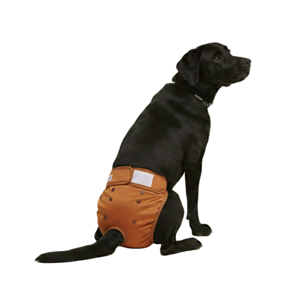 Loopsheidbroekje Bruin – Wasbaar & verstelbaar voor teefjes bij loopsheid en incontinentie