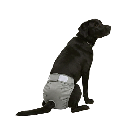 Loopsheidbroekje Grijs – Wasbaar & verstelbaar voor teefjes bij loopsheid en incontinentie