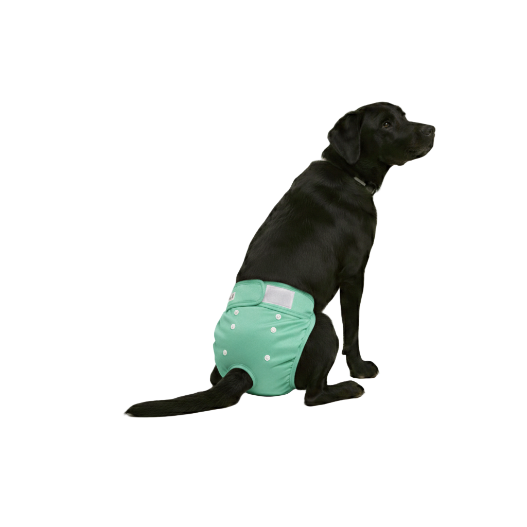 Loopsheidbroekje Mint Groen – Wasbaar & verstelbaar voor teefjes bij loopsheid en incontinentie