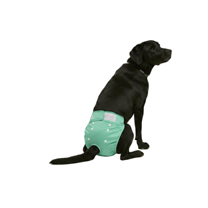 Loopsheidbroekje Mint Groen – Wasbaar & verstelbaar voor teefjes bij loopsheid en incontinentie