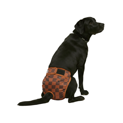 Foto van labrador met loopsheidbroekje blokjes bruin