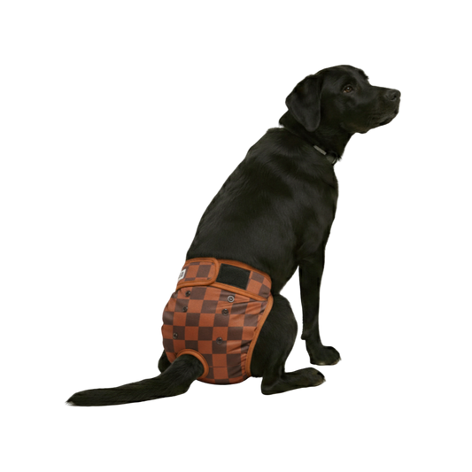 Foto van labrador met loopsheidbroekje blokjes bruin
