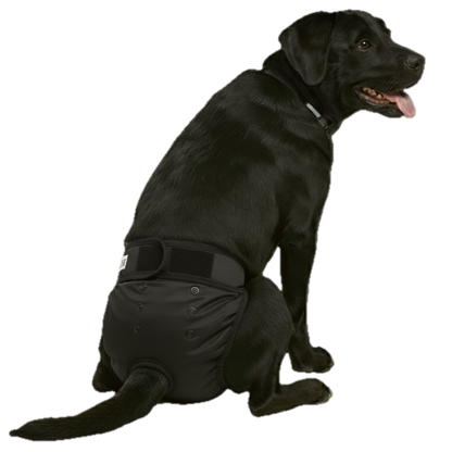 Loopsheidbroekje Zwart – Wasbaar & verstelbaar hondenbroekje voor teefjes bij loopsheid en incontinentie