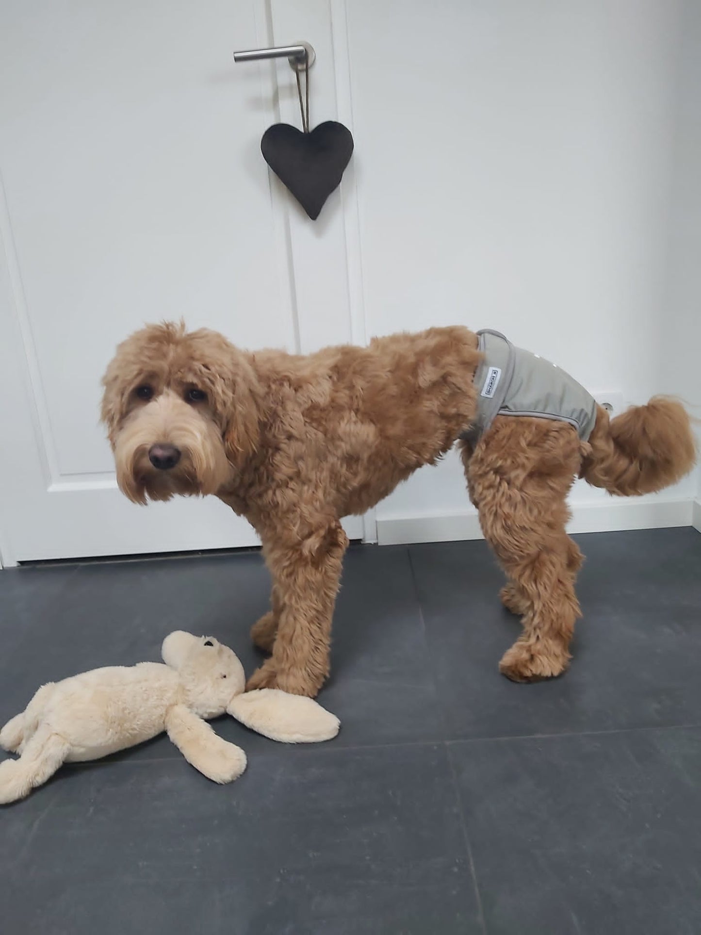 Loopsheidbroekje Grijs – Wasbaar & verstelbaar voor teefjes bij loopsheid en incontinentie