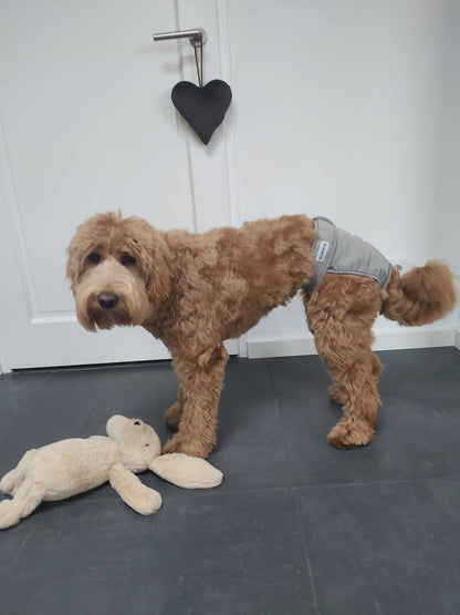 Loopsheidbroekje Grijs – Wasbaar & verstelbaar voor teefjes bij loopsheid en incontinentie