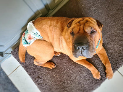 Loopsheidbroekje Monstera – Wasbaar & verstelbaar voor teefjes bij loopsheid en incontinentie