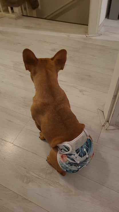 Loopsheidbroekje Monstera – Wasbaar & verstelbaar voor teefjes bij loopsheid en incontinentie