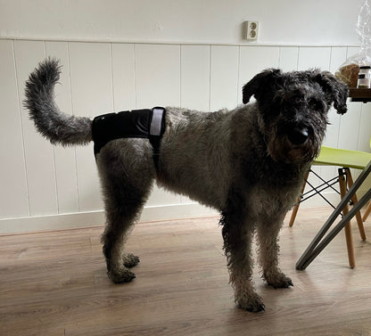 Loopsheidbroekje Zwart – Wasbaar & verstelbaar hondenbroekje voor teefjes bij loopsheid en incontinentie